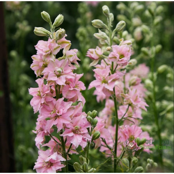 Делфиниум Гигант Розова кралица Giant Larkspur Rose queen