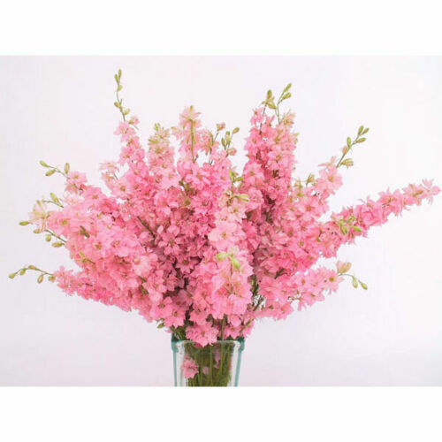 Делфиниум Гигант Розова кралица / Giant Larkspur Rose queen
