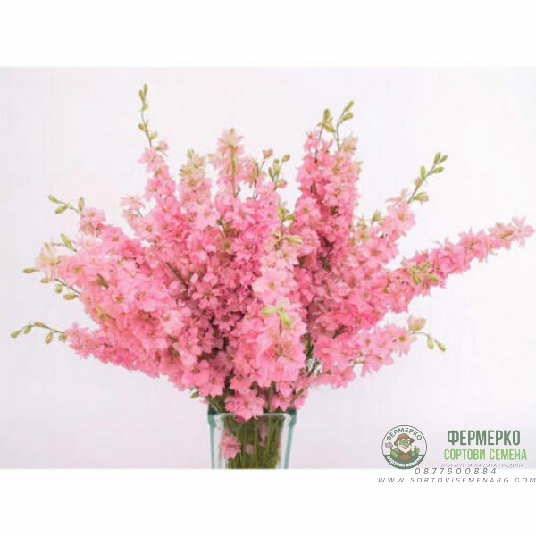 Делфиниум Гигант Розова кралица Giant Larkspur Rose queen