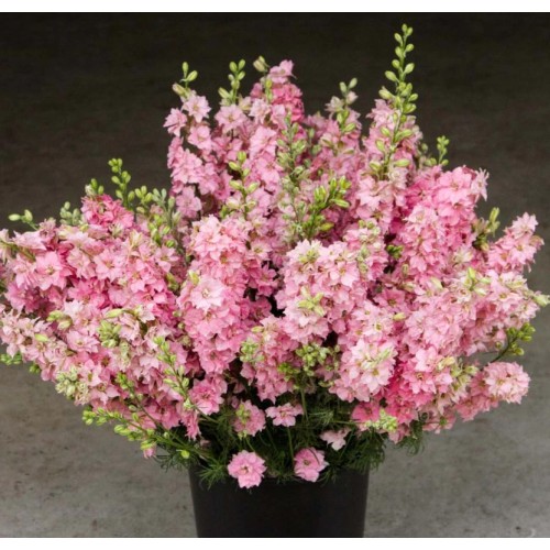 Делфиниум Гигант Розова кралица / Giant Larkspur Rose queen