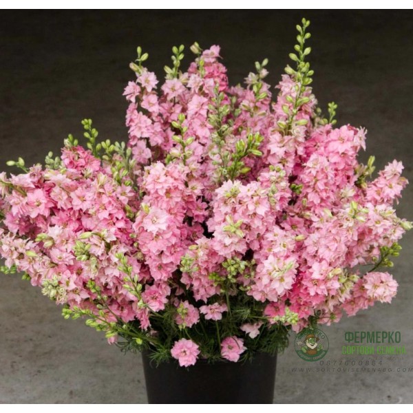 Делфиниум Гигант Розова кралица Giant Larkspur Rose queen