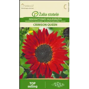 Хелиантус (Слънчоглед) Червен Пурпурна кралица / Helianthus annuus
