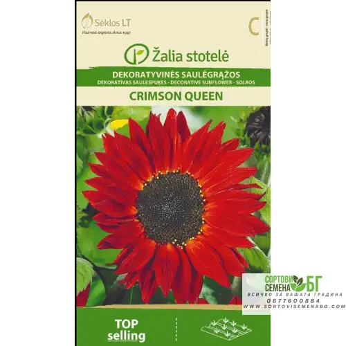 Хелиантус (Слънчоглед) Червен Пурпурна кралица / Helianthus annuus Хелиантус (Слънчоглед) Червен Пурпурна кралица / Helianthus annuus