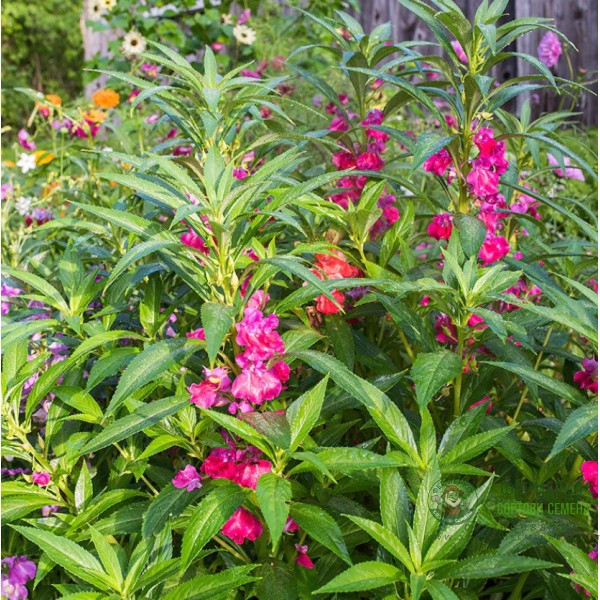 Импатиенс Микс Камелия Camellia