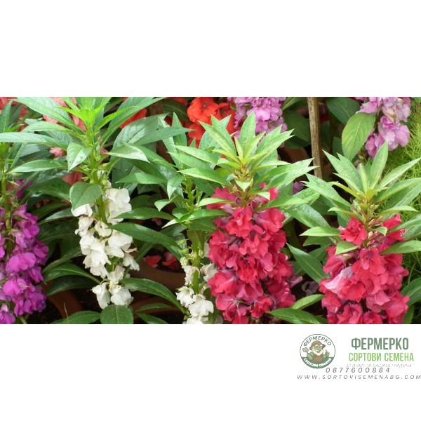 Импатиенс Микс Камелия Camellia