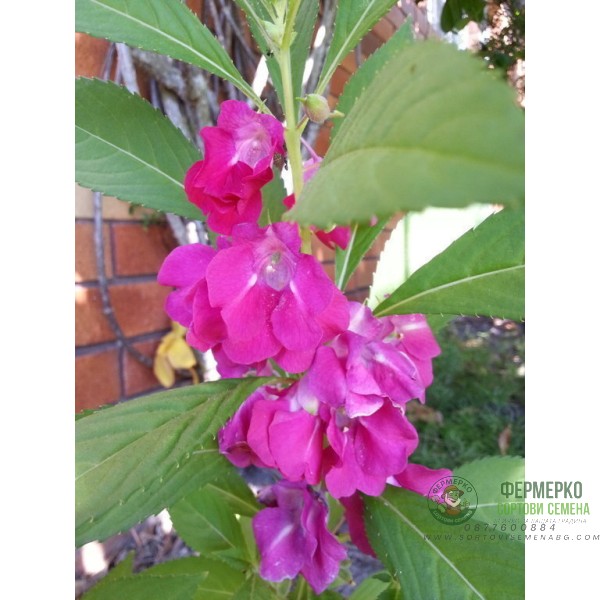 Импатиенс Микс Камелия Camellia