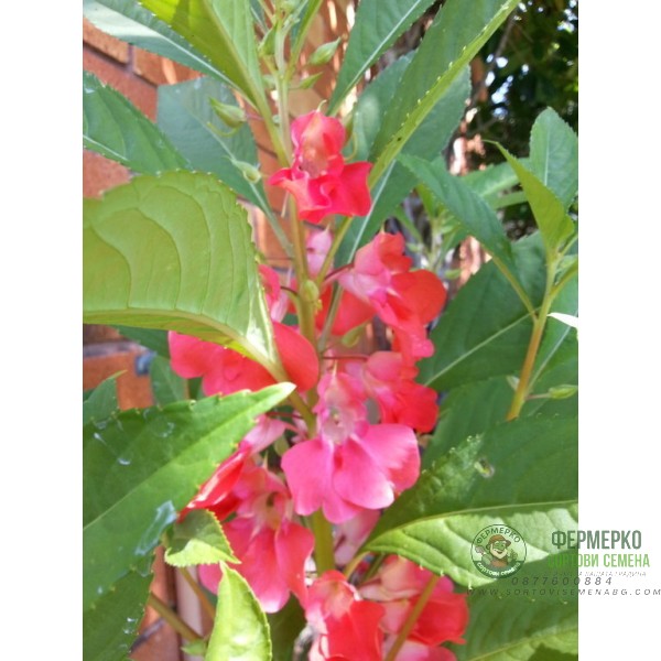 Импатиенс Микс Камелия Camellia