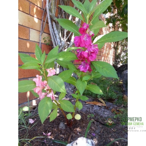 Импатиенс Микс Камелия Camellia