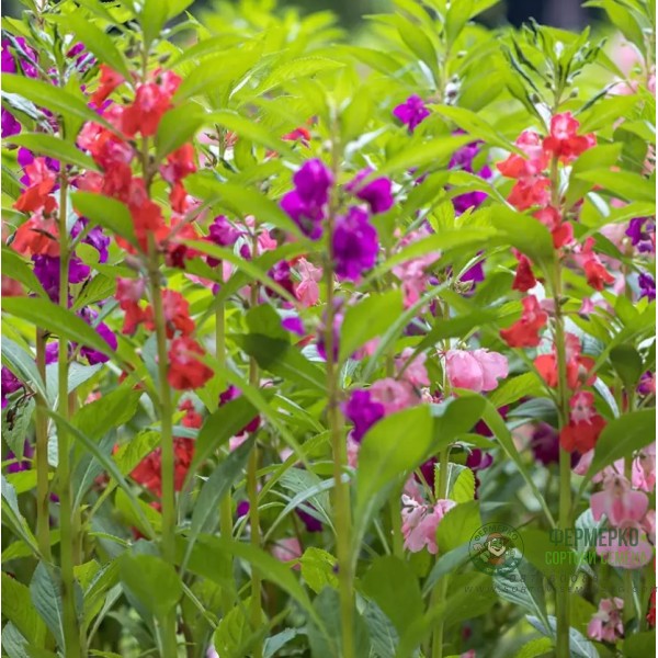 Импатиенс Микс Камелия Camellia