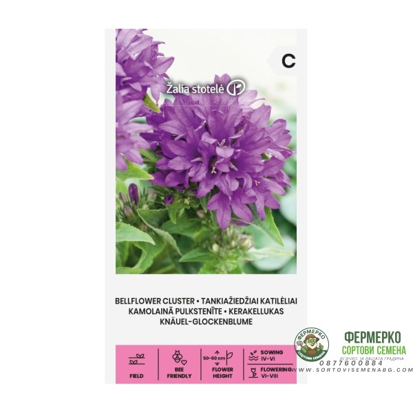 Кампанула Кичеста Лилава Campanula Glomerata