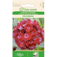 Карамфил Двоен Червен Oeschberg Dianthus barbatus