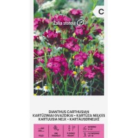 Карамфил Розов Картезиански / Dianthus carthusianorum