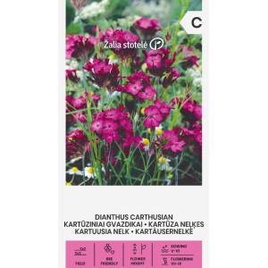 Карамфил Розов Картезиански / Dianthus carthusianorum