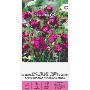 Карамфил Розов Картезиански / Dianthus carthusianorum