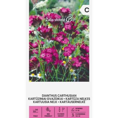 Карамфил Розов Картезиански / Dianthus carthusianorum