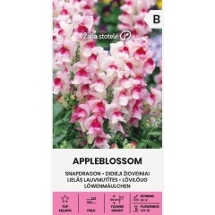 Кученце Ябълков цвят Appleblossom