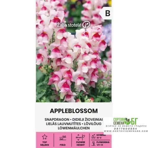 Кученце Ябълков цвят / Appleblossom Кученце Ябълков цвят / Appleblossom