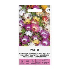 Ливингстонска Маргарита Микс Пастел Dorotheanthus Bellidiformis Pastel