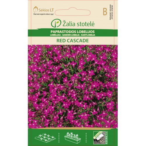 Лобелия Червена Каскадна / Lobelia erinus L.
