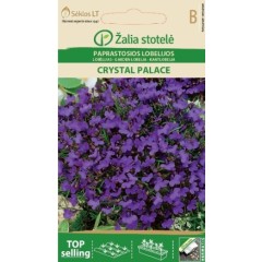 Лобелия Лилава Кристален дворец Lobelia erinus