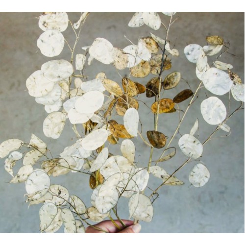 Лунария Сребърна пара / Lunaria Biennis 