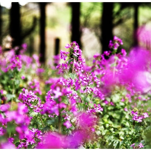 Лунария Сребърна пара / Lunaria Biennis 