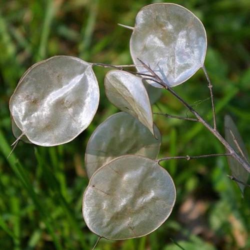Лунария Сребърна пара / Lunaria Biennis 