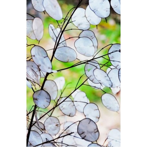Лунария Сребърна пара / Lunaria Biennis 