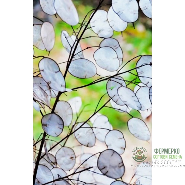 Лунария Сребърна пара Lunaria Biennis 