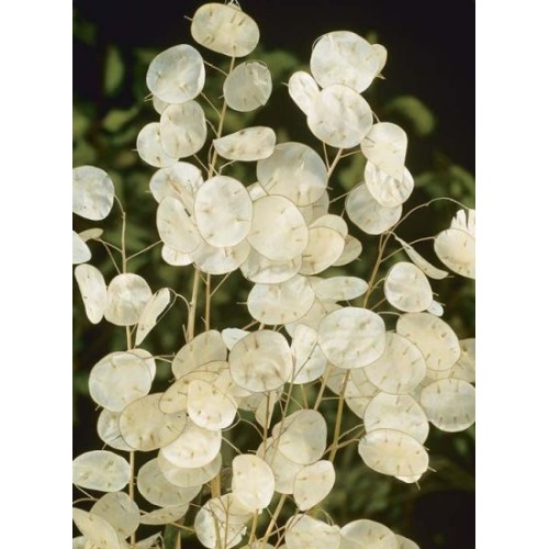 Лунария Сребърна пара / Lunaria Biennis 