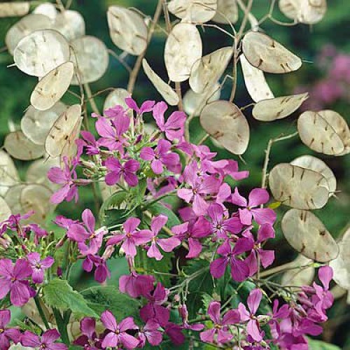 Лунария Сребърна пара / Lunaria Biennis 