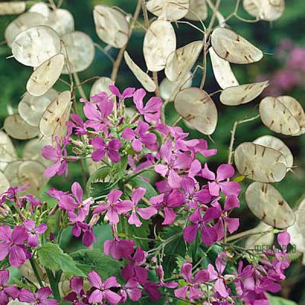 Лунария Сребърна пара Lunaria Biennis 