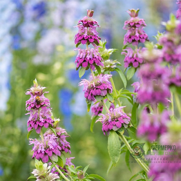 Монарда Лилава (ПЧЕЛЕН БАЛСАМ) Monarda fistulosa Монарда Лилава (ПЧЕЛЕН БАЛСАМ) Monarda fistulosa