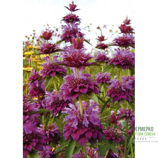 Монарда Лилава (ПЧЕЛЕН БАЛСАМ) Monarda fistulosa Монарда Лилава (ПЧЕЛЕН БАЛСАМ) Monarda fistulosa