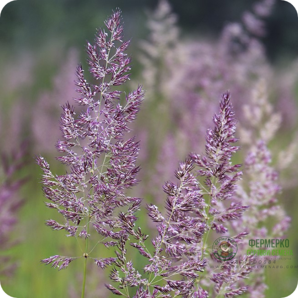 Червена власатка (финолистна) Agrostis capillaris