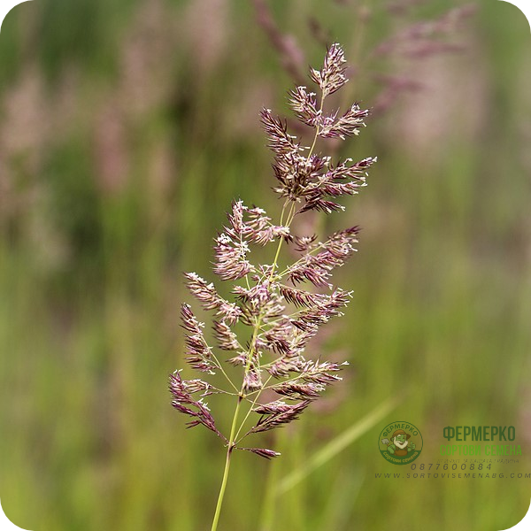 Червена власатка (финолистна) Agrostis capillaris