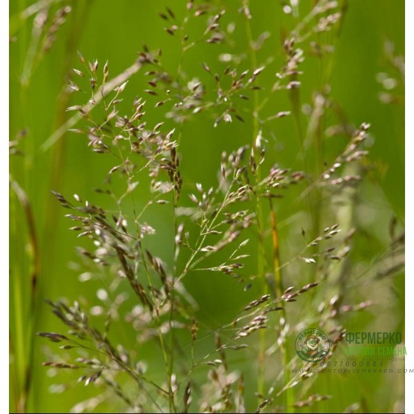 Червена власатка (финолистна) Agrostis capillaris