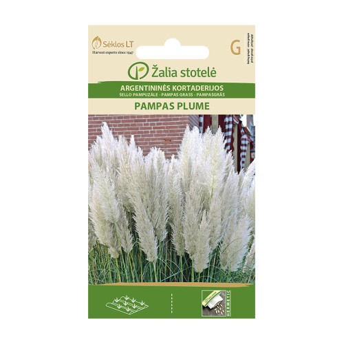 Пампаска трева Бяла / Cortaderia selloana Pampas plume