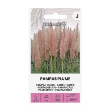 Пампаска трева Розова Cortaderia selloana Pampas plume