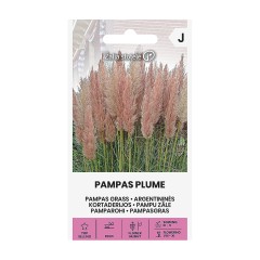 Пампаска трева Розова Cortaderia selloana Pampas plume