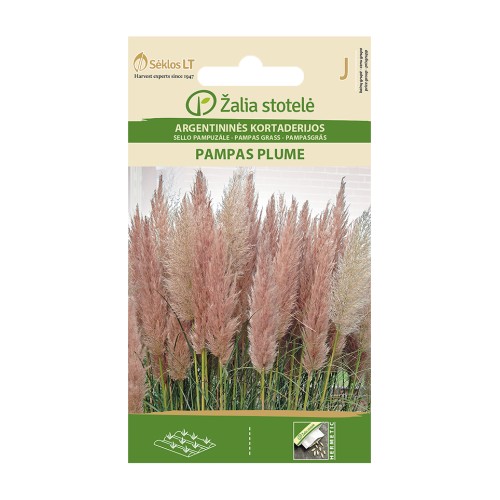 Пампаска трева Розова / Cortaderia selloana Pampas plume