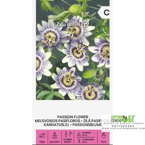 Пасифлора / Passiflora caerulea
