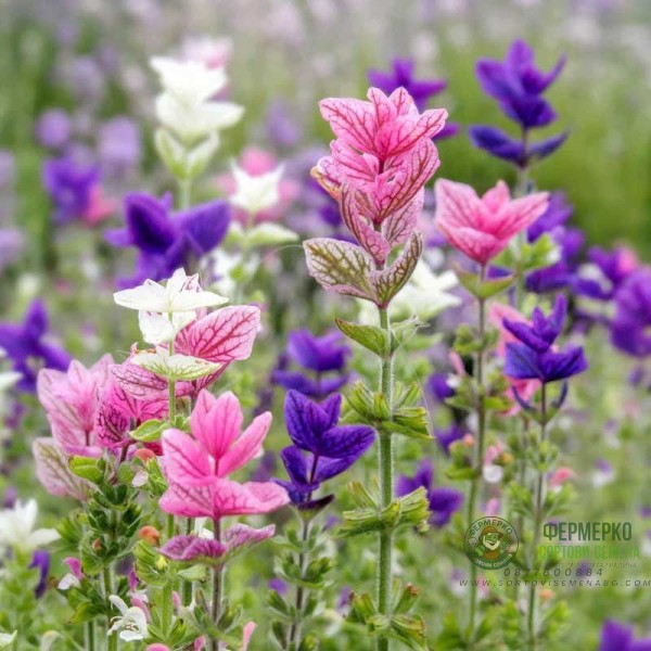 Салвия Клери Mикс Salvia Horminum Clary Салвия Клери Mикс Salvia Horminum Clary