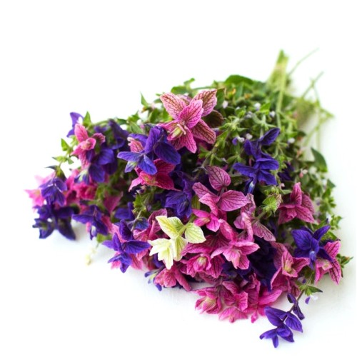 Салвия Клери Mикс / Salvia Horminum Clary