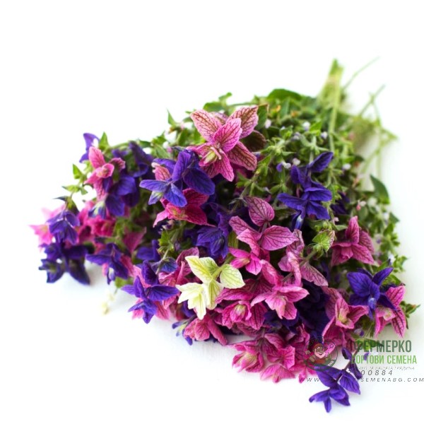 Салвия Клери Mикс Salvia Horminum Clary Салвия Клери Mикс Salvia Horminum Clary