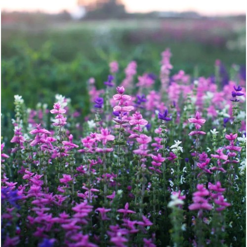 Салвия Клери Mикс / Salvia Horminum Clary