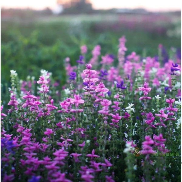 Салвия Клери Mикс Salvia Horminum Clary Салвия Клери Mикс Salvia Horminum Clary