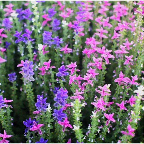 Салвия Клери Mикс / Salvia Horminum Clary