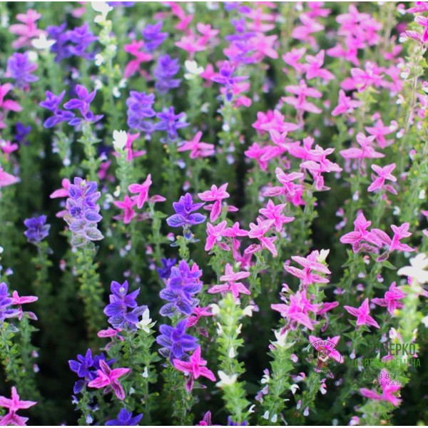 Салвия Клери Mикс Salvia Horminum Clary Салвия Клери Mикс Salvia Horminum Clary
