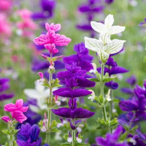 Салвия Клери Mикс / Salvia Horminum Clary